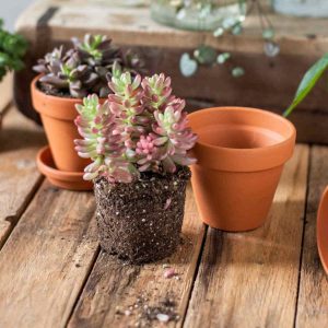 troca de vaso de suculenta