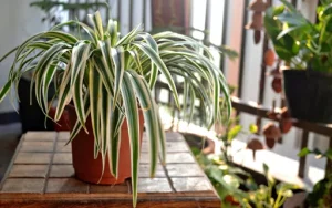 clorofito-veja-como-cuidar-da-famosa-planta-aranha