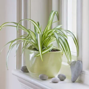 clorofito-veja-como-cuidar-da-famosa-planta-aranha-vittatum