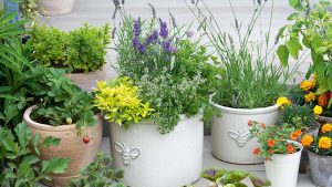 plantas em diversos vasos