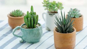 A lista definitiva de plantas minimalistas para sua casa para um toque moderno