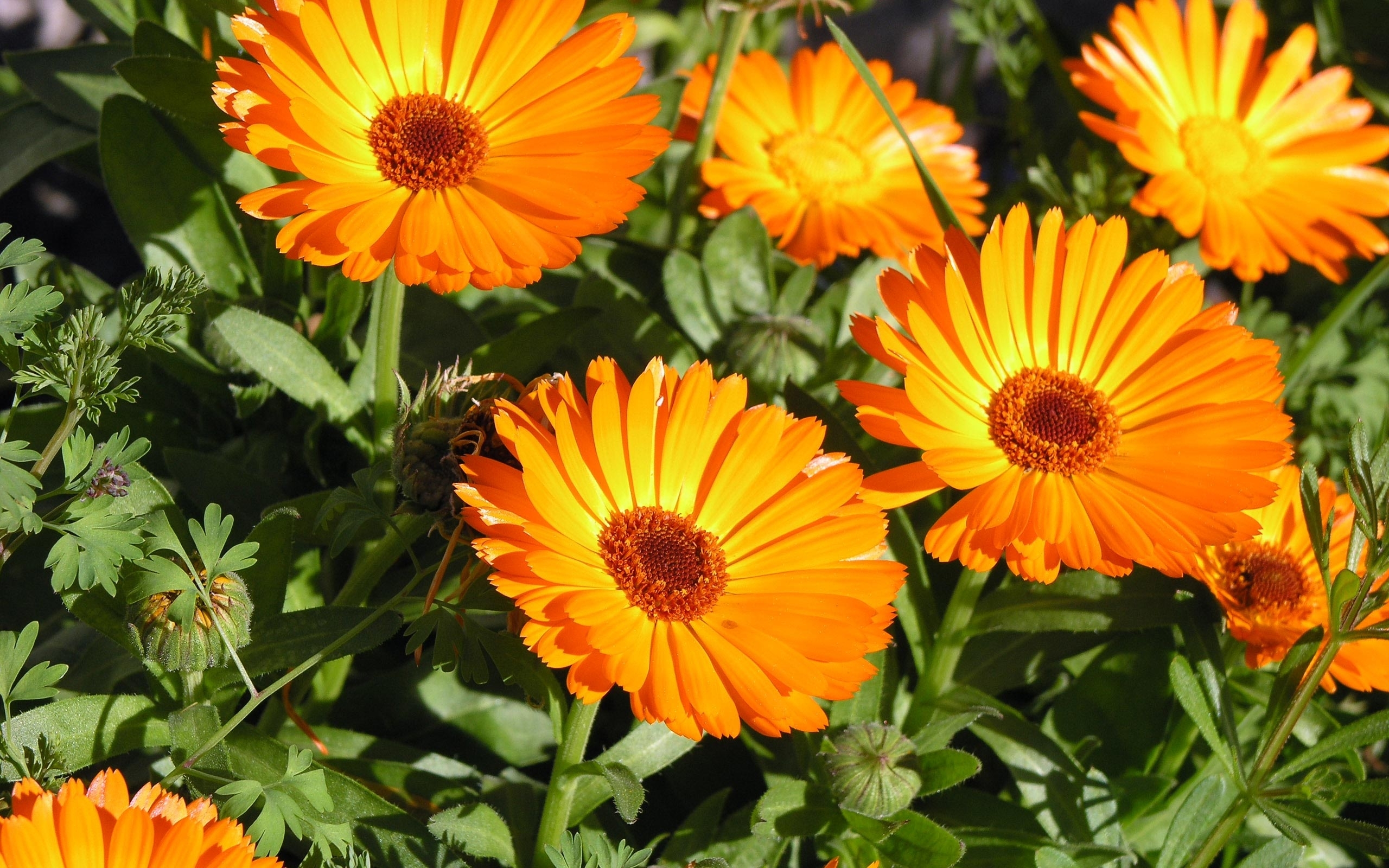 calêndulas laranjas flores que crescem rápido