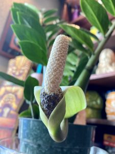 floração da zamioculca