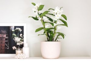 orquídea branca do gênero Dendrobium