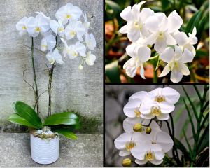 orquídeas brancas