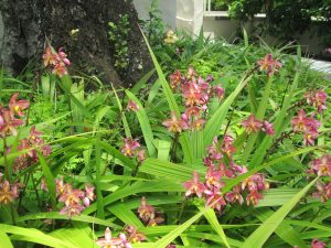 orquídeas em canteiro
