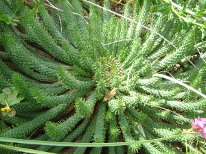 planta cabeça-de-medusa