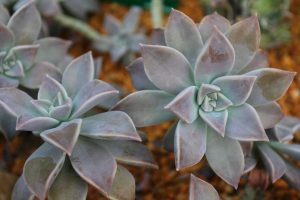 suculenta planta-fantasma