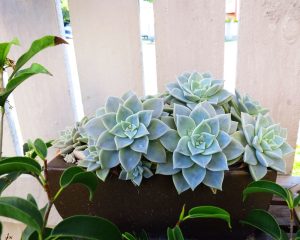 vaso com suculentas planta-fantasma