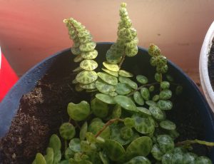 Peperomia-Prostrata-2-1