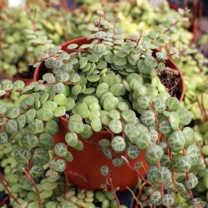 Peperomia_String_of_Turtles__54642