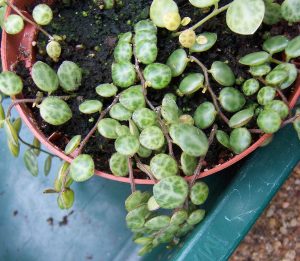 Peperomia_prostrata-_TpRHmnN3P6T6