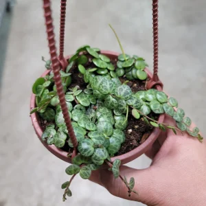 high-light-plants-peperomia-prostrata-hb-1