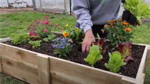 Construindo o Canteiro para seu Jardim Elevado