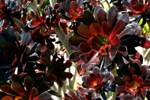 Roseta Negra
