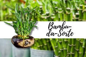 bambu-da-sorte fazer mudas