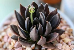 echeveria negra