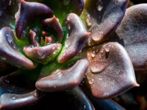folhas de echeveria negra
