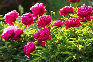 peônias rosas em jardim