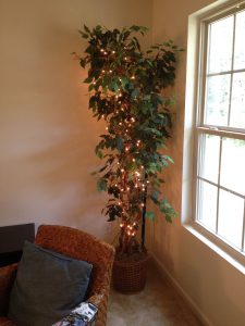 planta ficus com pisca-piscas