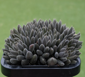 suculenta Jade Chinesa