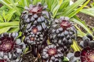 suculenta roseta negra