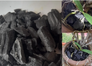 uso de carvão no plantio de orquídeas