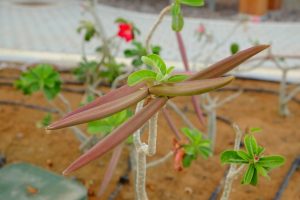 vagens prontas em rosa-do-deserto