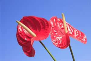cultivar o antúrio