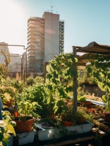 Horta Caseira - Cuidados com a iluminação
