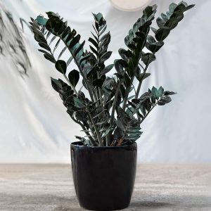81C6xiI1ajL._AC_SL1500_