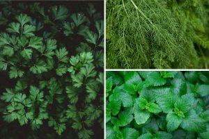 Ervas e Temperos para Cultivar na Sombra