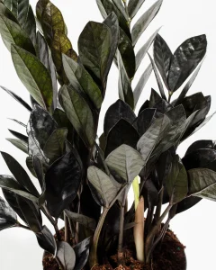 Pl_6in_ZZ-Plant-Raven_Detail_02_1024x