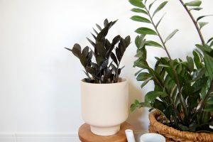 how-to-grow-and-care-for-raven-zz-plant-7097814-hero-aa73d222d05e4750b43ef470b9bc4482