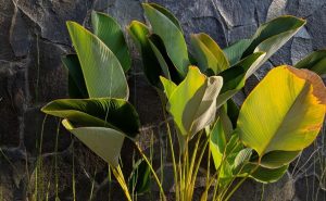 maranta charuto (1)