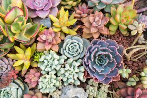 cuidar de suculentas