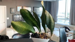 Dracaena masoniana