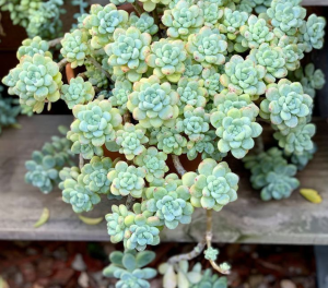 Sedum