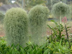 bromélias Tillandsia usneoides