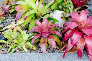 canteiro com bromélias Neoregelia