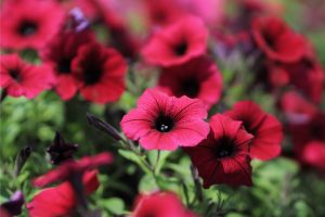 flores raras no Brasil e quanto custam (1)