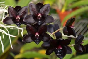 flores raras no Brasil e quanto custam