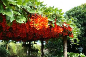pergolado de madeira com jade vermelha