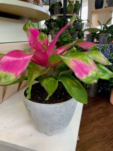 subespécie de Neoregelia em vaso