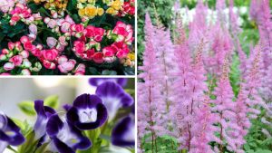 7 flores que amam a sombra e são perfeitas para um jardim sem sol