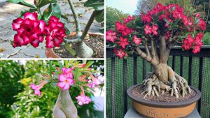 9 dicas de ouro para cuidar da rosa-do-deserto do jeito certo