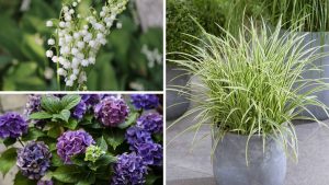 7 plantas de sombra para vasos que vão transformar os cantinhos escuros do seu jardim