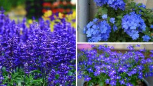 Prepare-se para se apaixonar nestas 5 flores azuis de jardim fáceis de cuidar