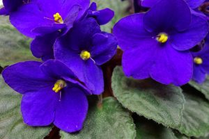 cultivar violeta-africana plantar
