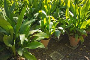 plantas de sombra para vasos Aspidistra